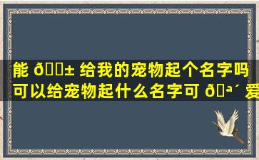 能 🐱 给我的宠物起个名字吗（可以给宠物起什么名字可 🪴 爱霸气）